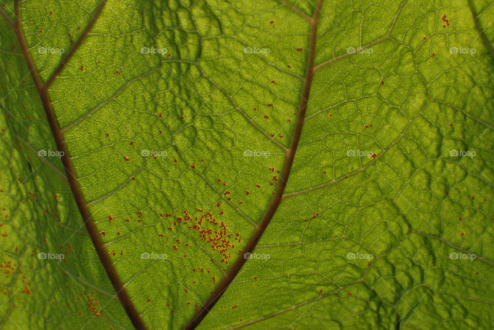 Green leaf