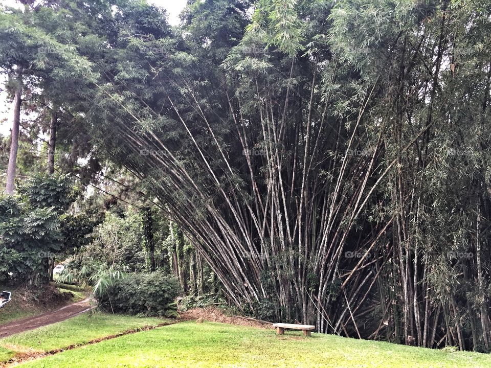 Bamboo trees with a nice formation. Still in Davao City, Philippines