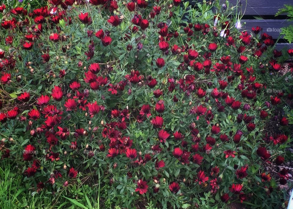 Red nice Shrub for summer