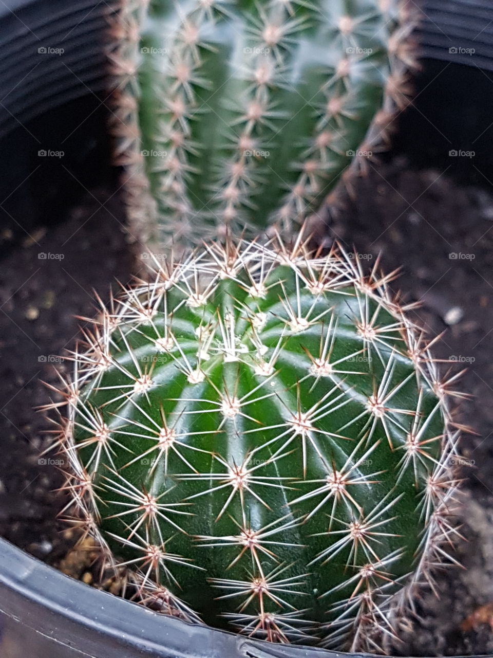 green cactus
