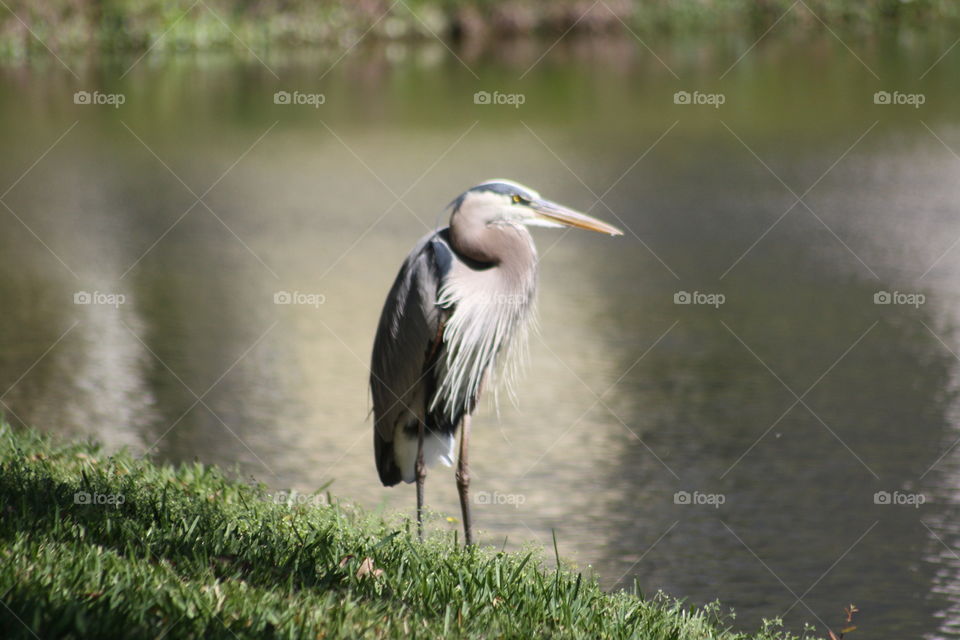 Heron