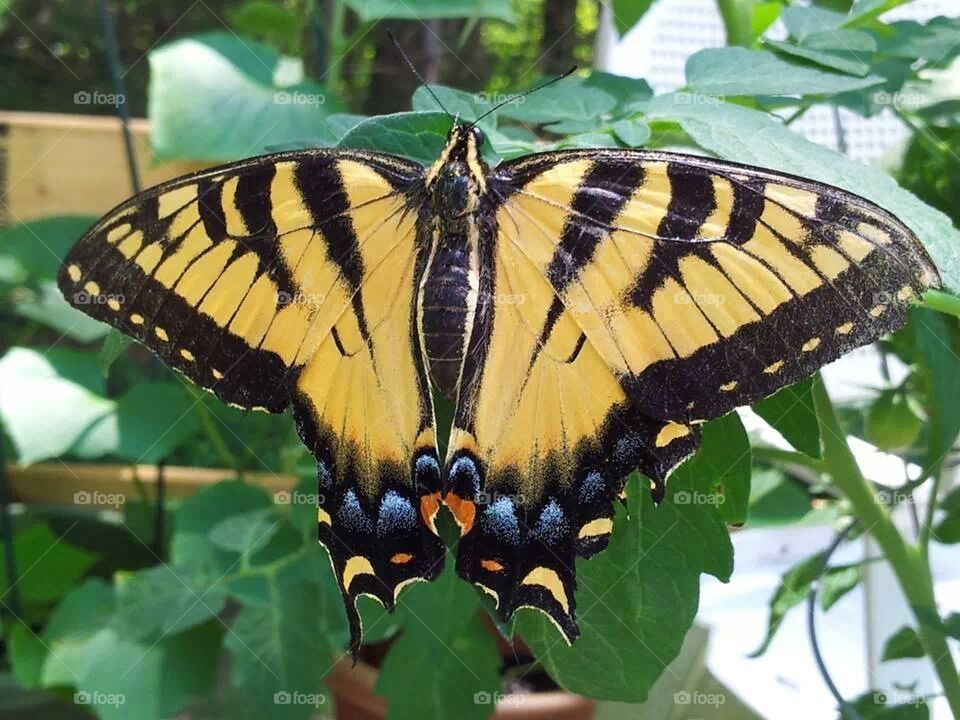 The colors of summer