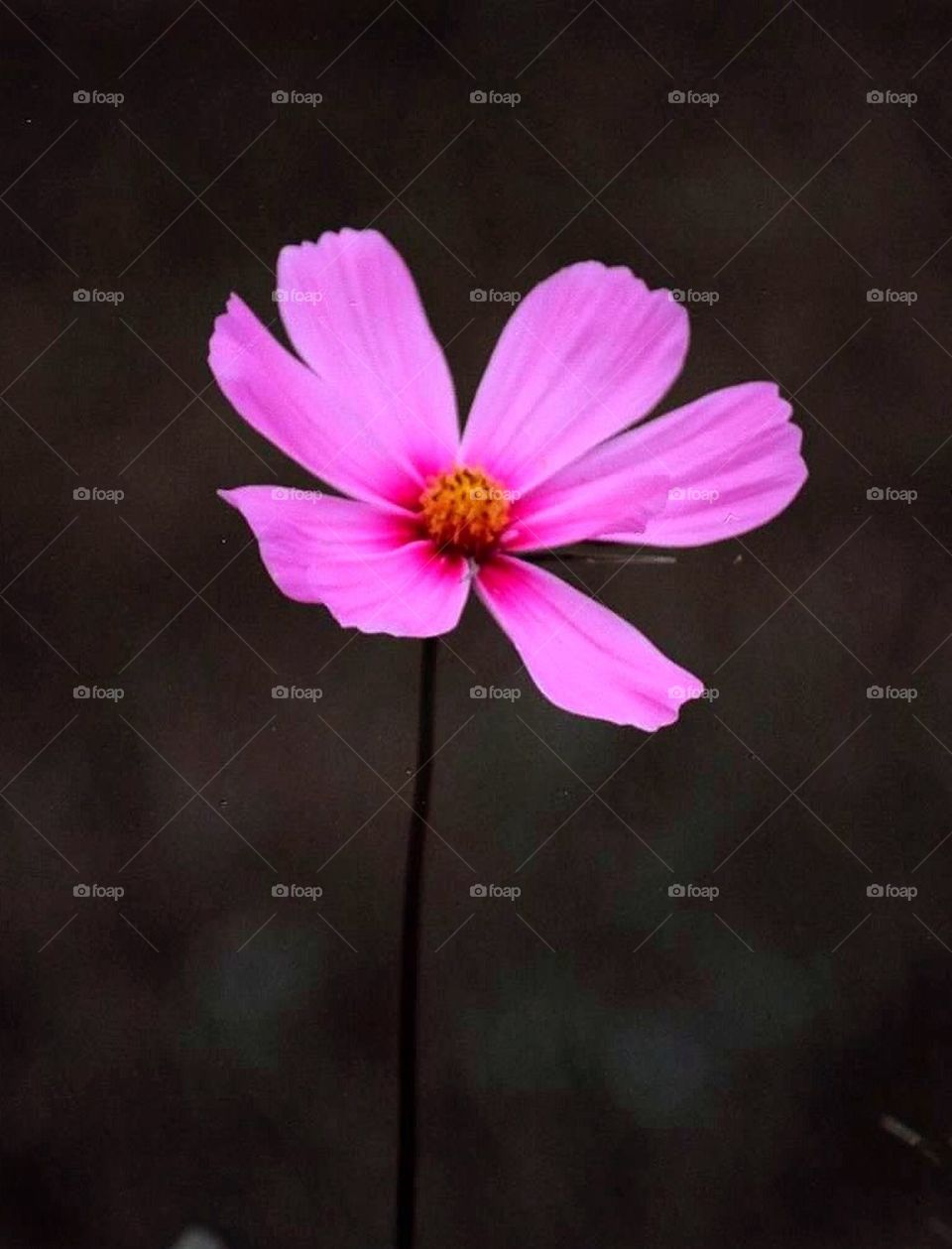 Flower in Pink