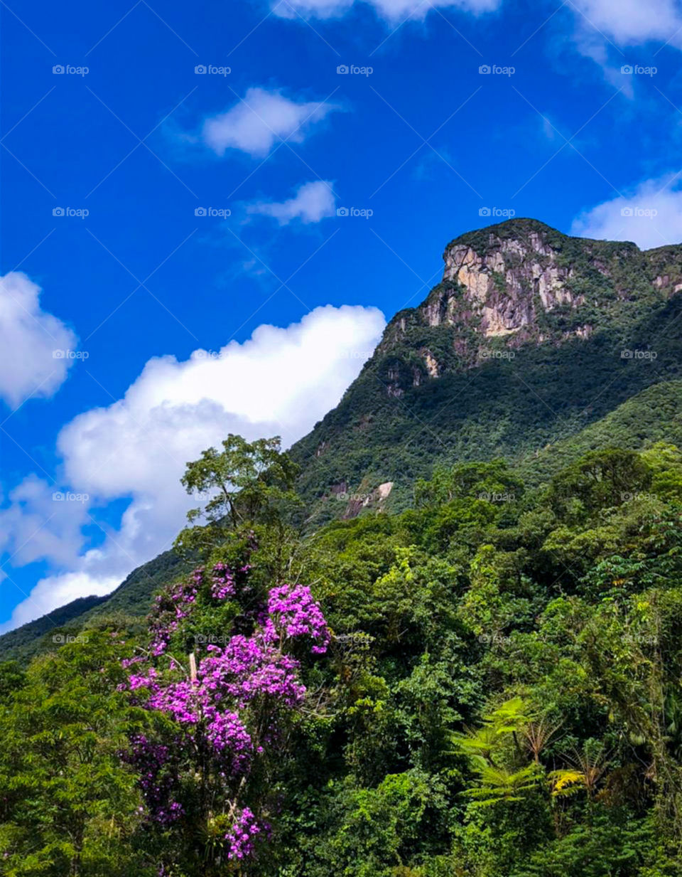 "Estrada da Graciosa", Historic road located in the State of Paraná, Brazil. One of the most beautiful in the country as it crosses the Serra do Mar.