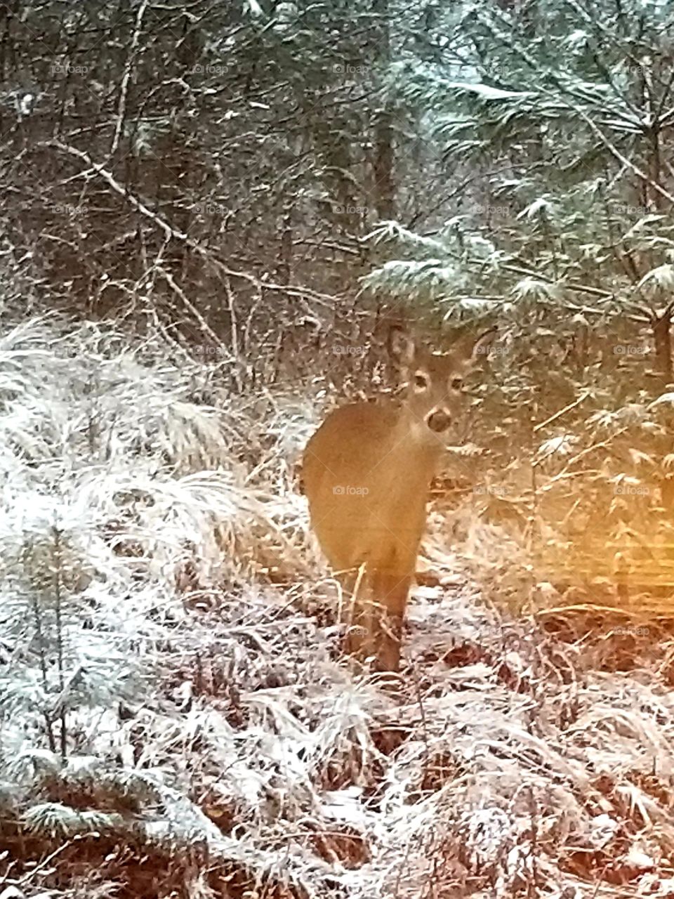 a doe looking right at me. the deer seem to have no fear of humans around my house. it's a magical sight!