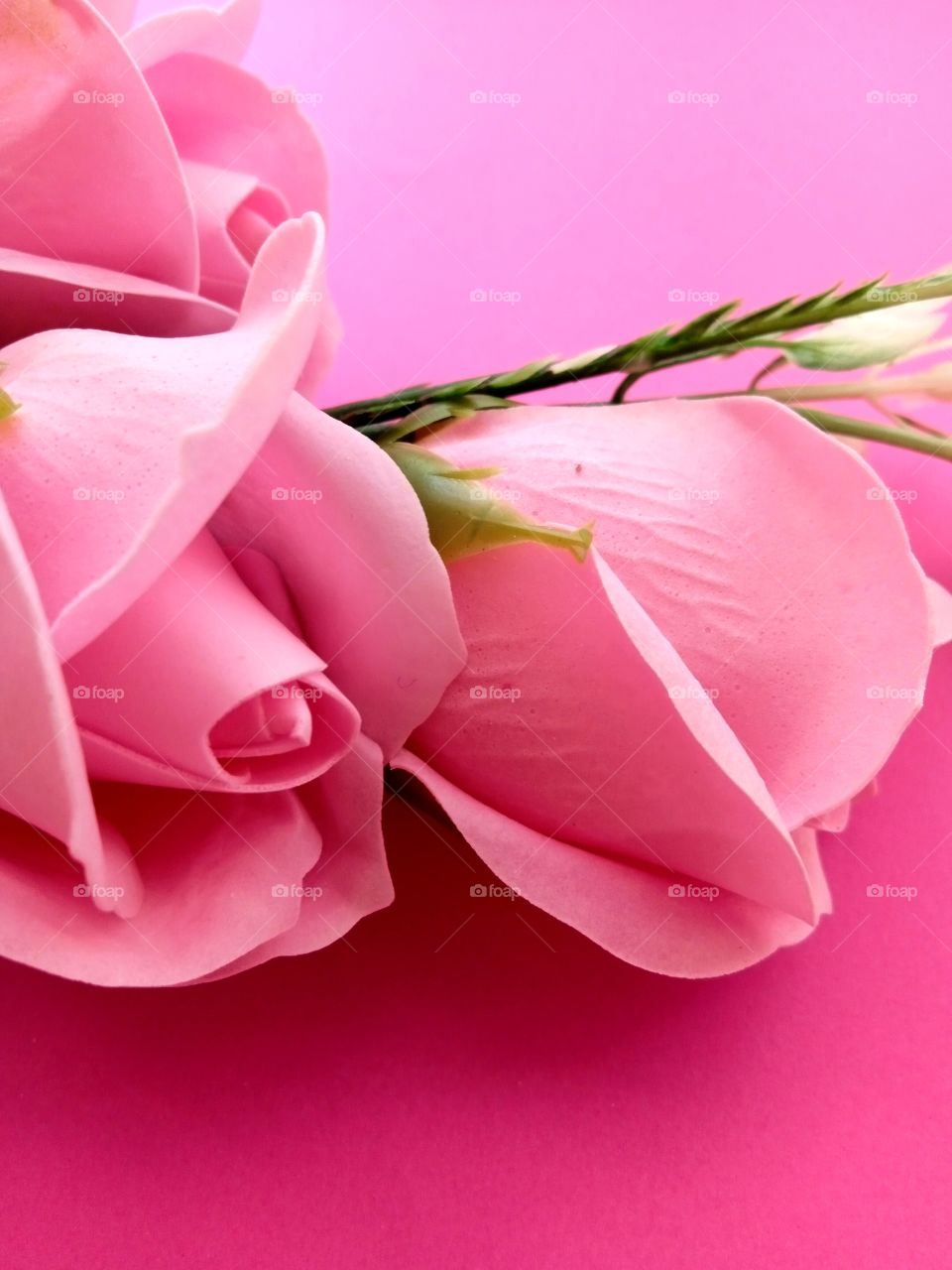 pink roses