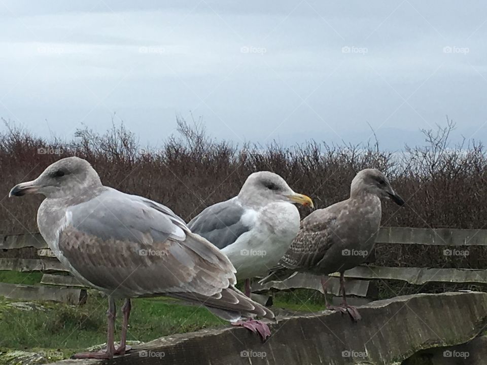 Seagulls sitting on a fence