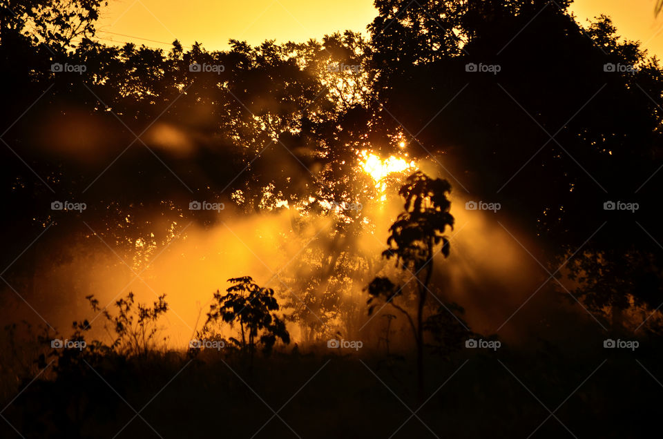 Trees in forest during sunset