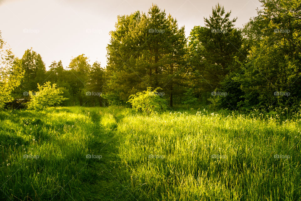 A beautiful, calm evening landscape of summer in country.