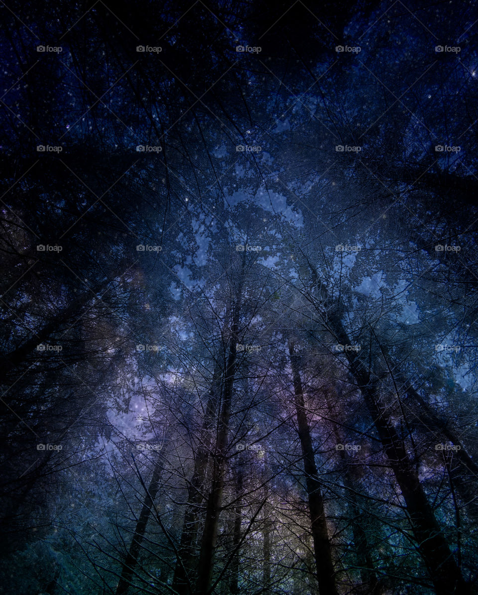 Scottish forest with filter