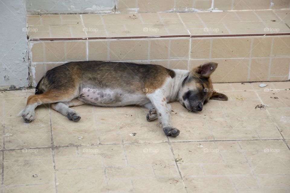 Cute dog sleep on cement floor