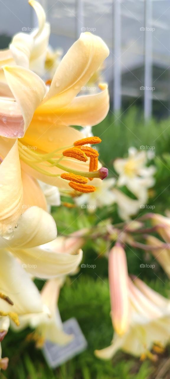 beautiful tropical plants