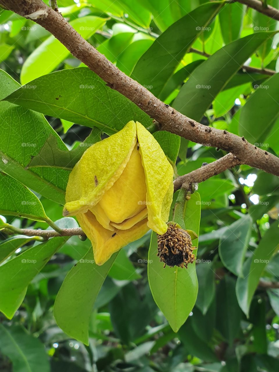 soursop annona muricata