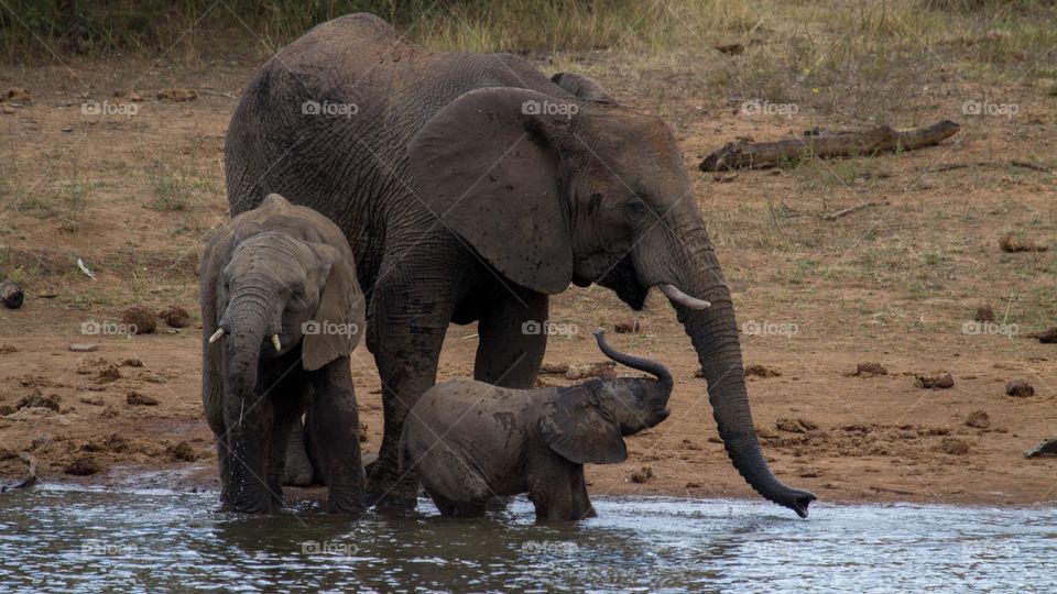 Elephants drinking water