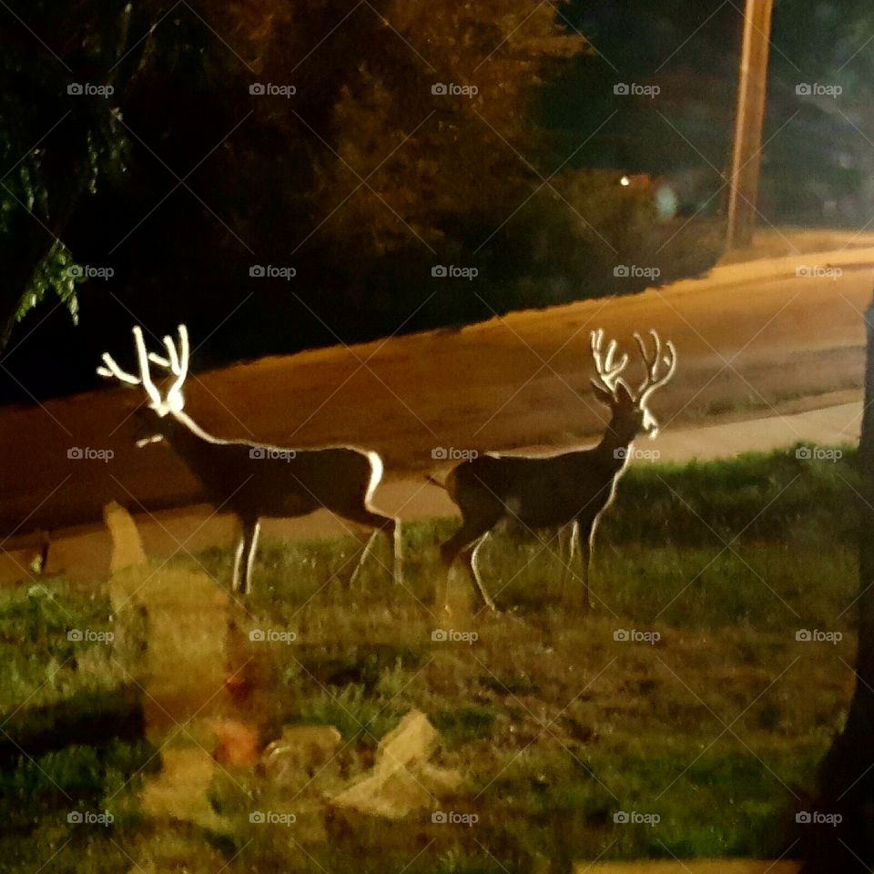 front yard deer