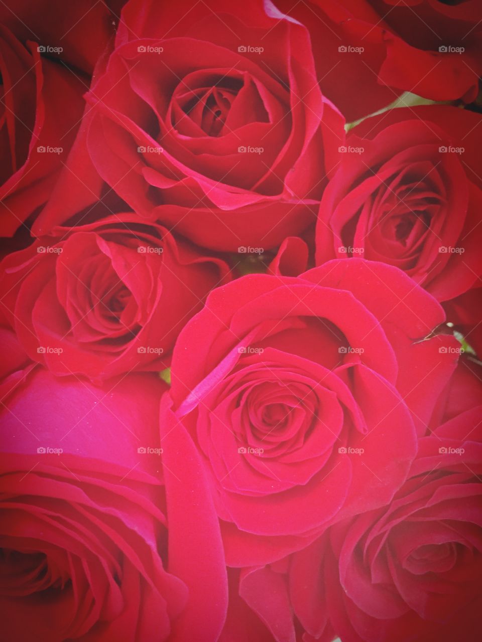 Red Roses. Soft focus. 