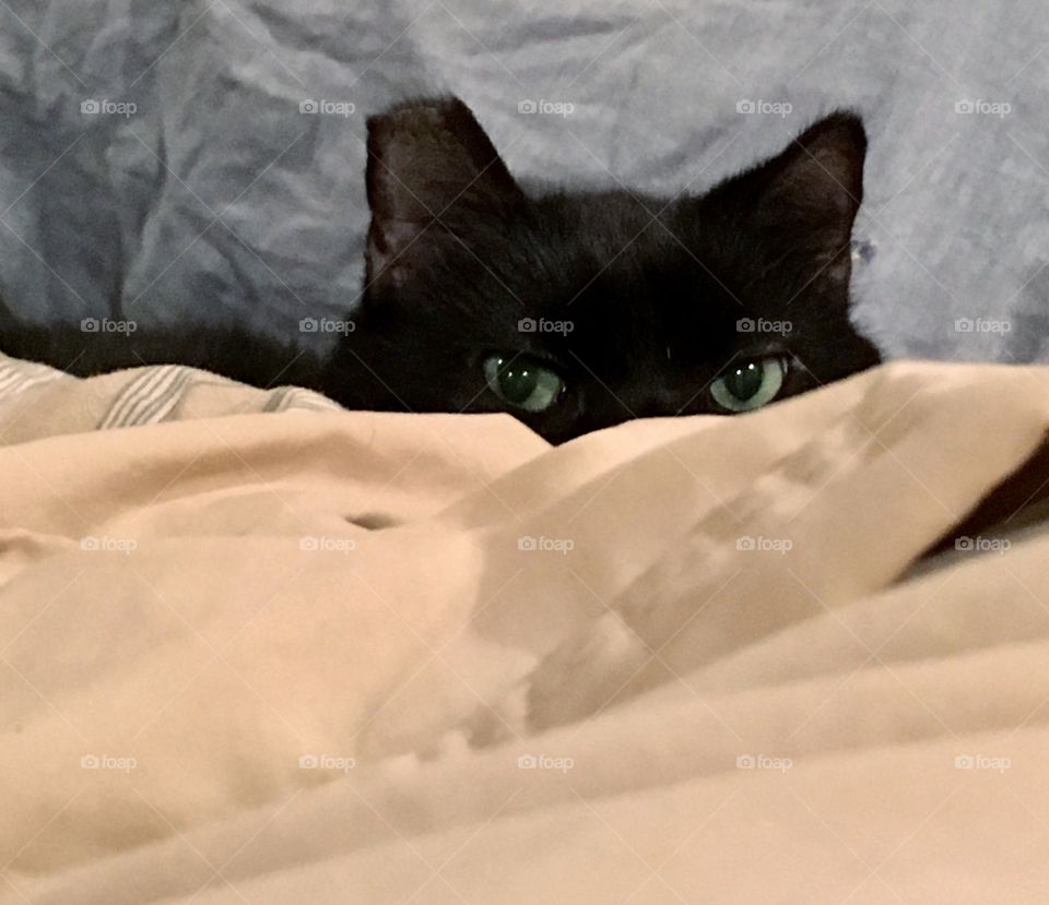 Black cat peeking from the covers. 