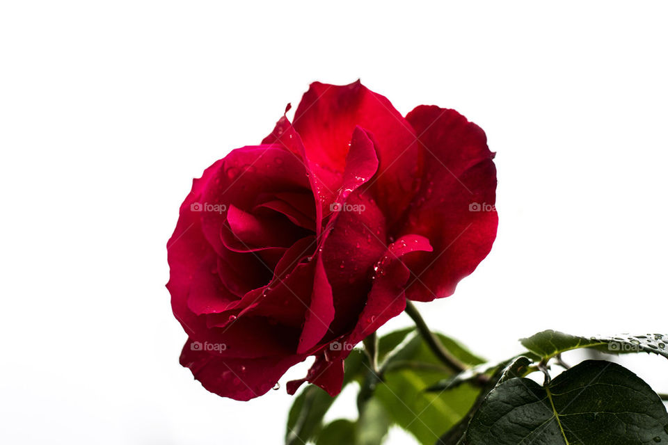 red rose on rain