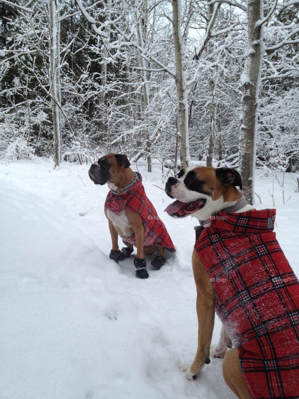 Boxers in matching winter wear 