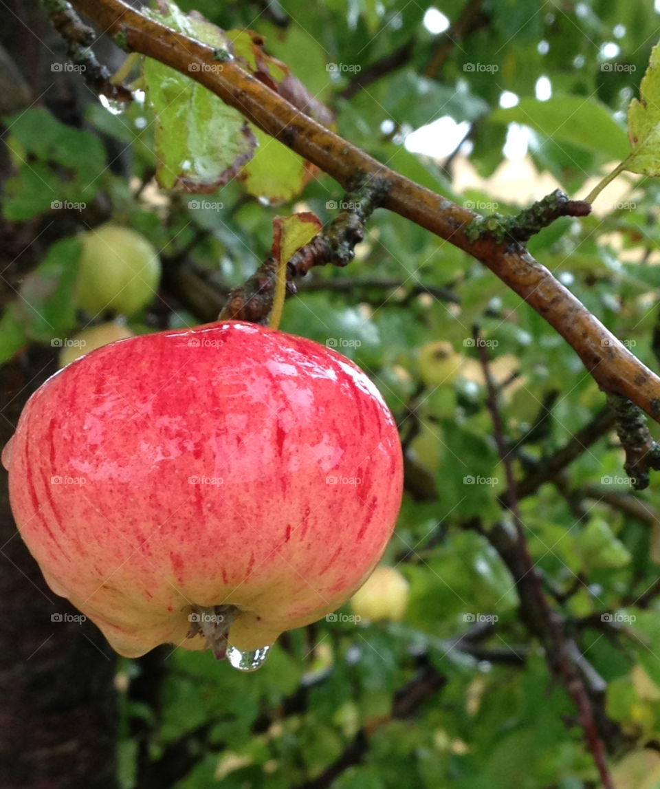 nature natur autumn apple by cabday