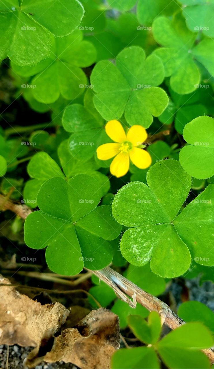 Clover bush flower, beautiful green color, showy and splendid yellow of its flower