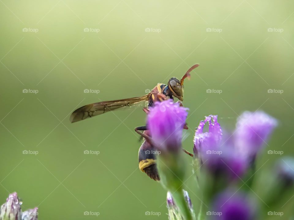 Wasp with wild grass flower.