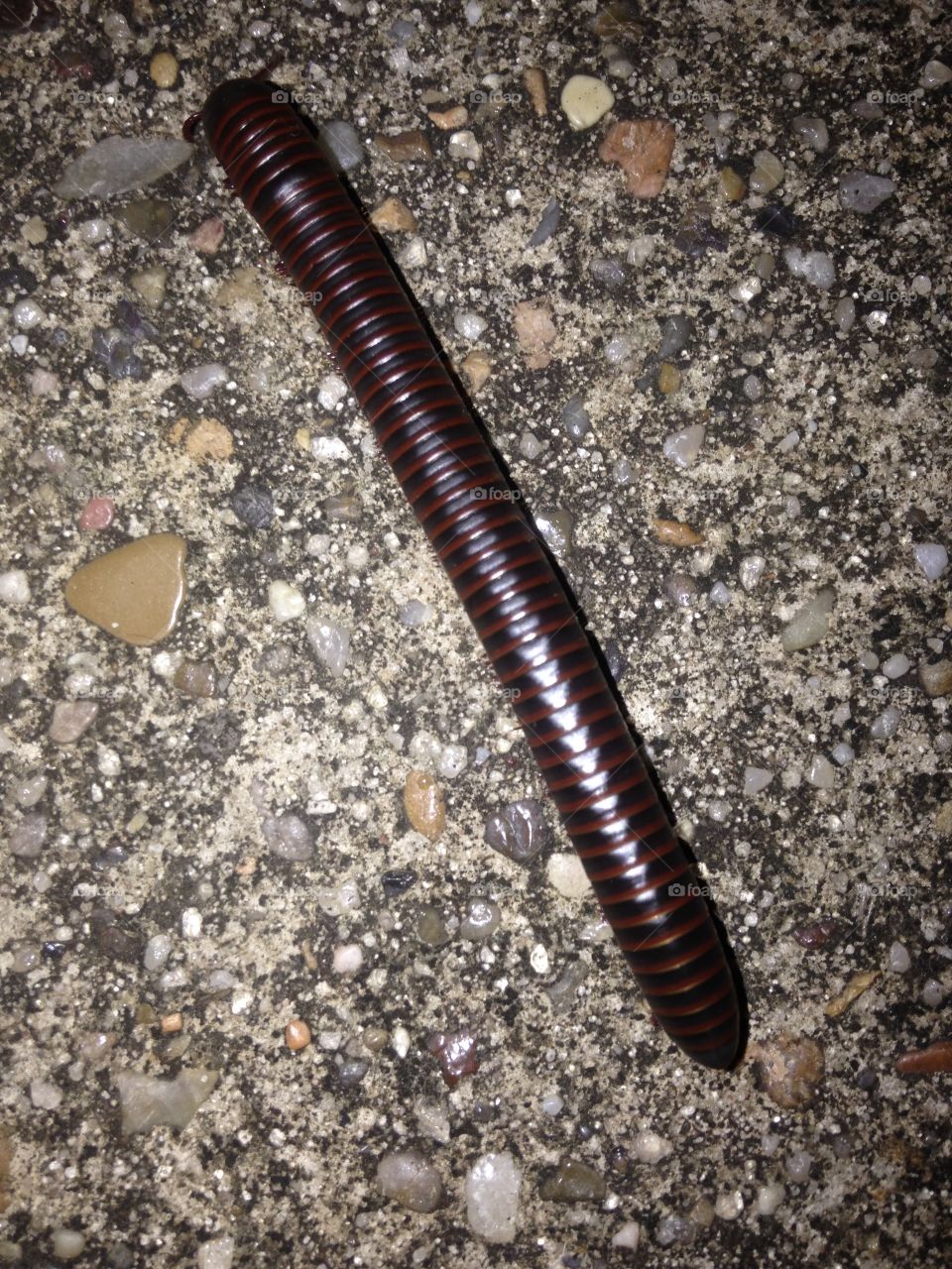 Close-up of millipede worm
