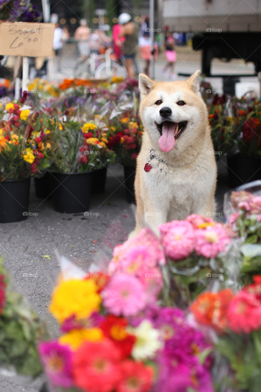 Cute dog enjoying sightseeing in the city :) 