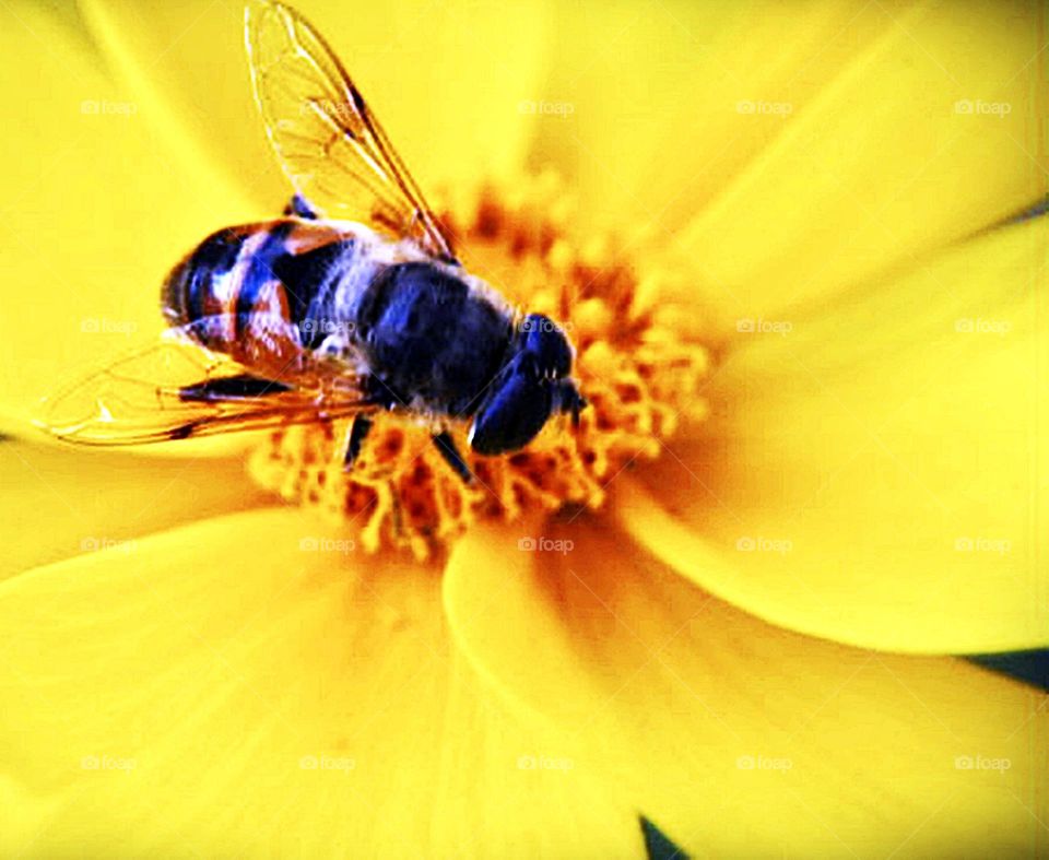 Abelha e flor