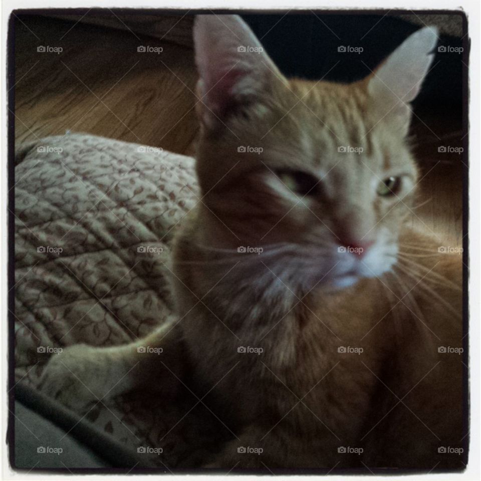 What? Where?. Finnegan  hears the cat food can opening