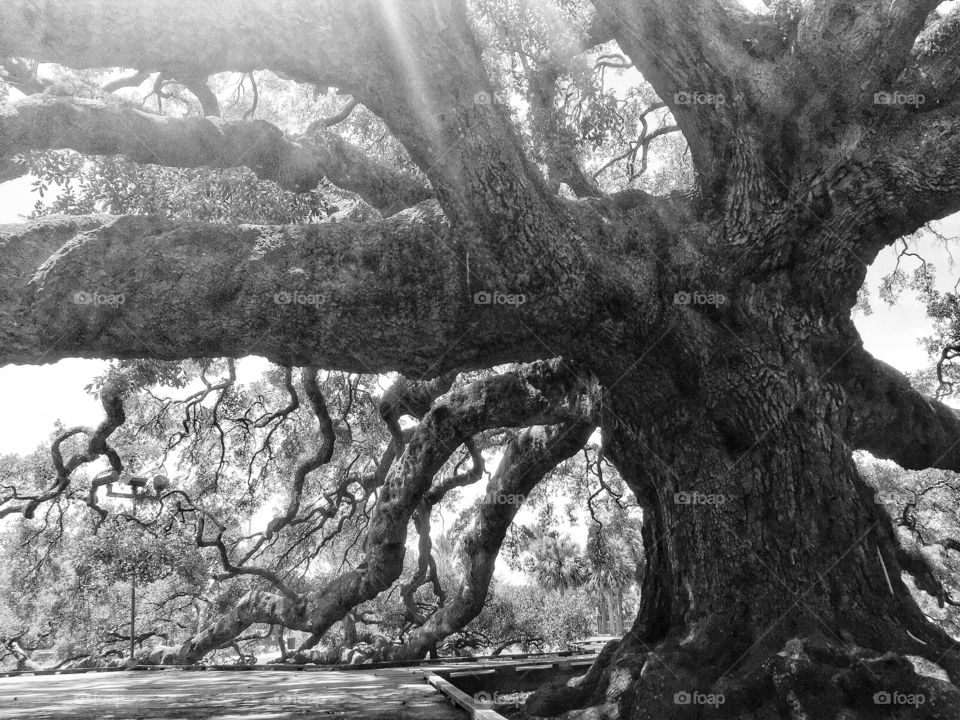Giant ancient oak tree with heavy gnarled limbs in black and white 
