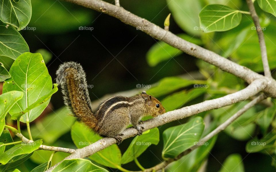 cute little squirrel