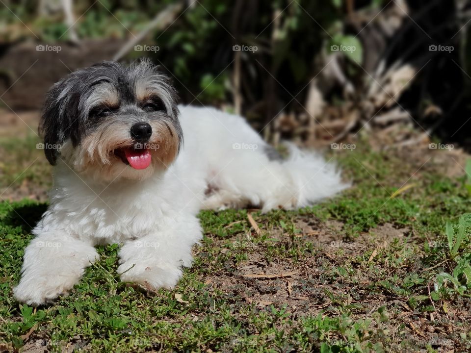 Puppy loving the sun