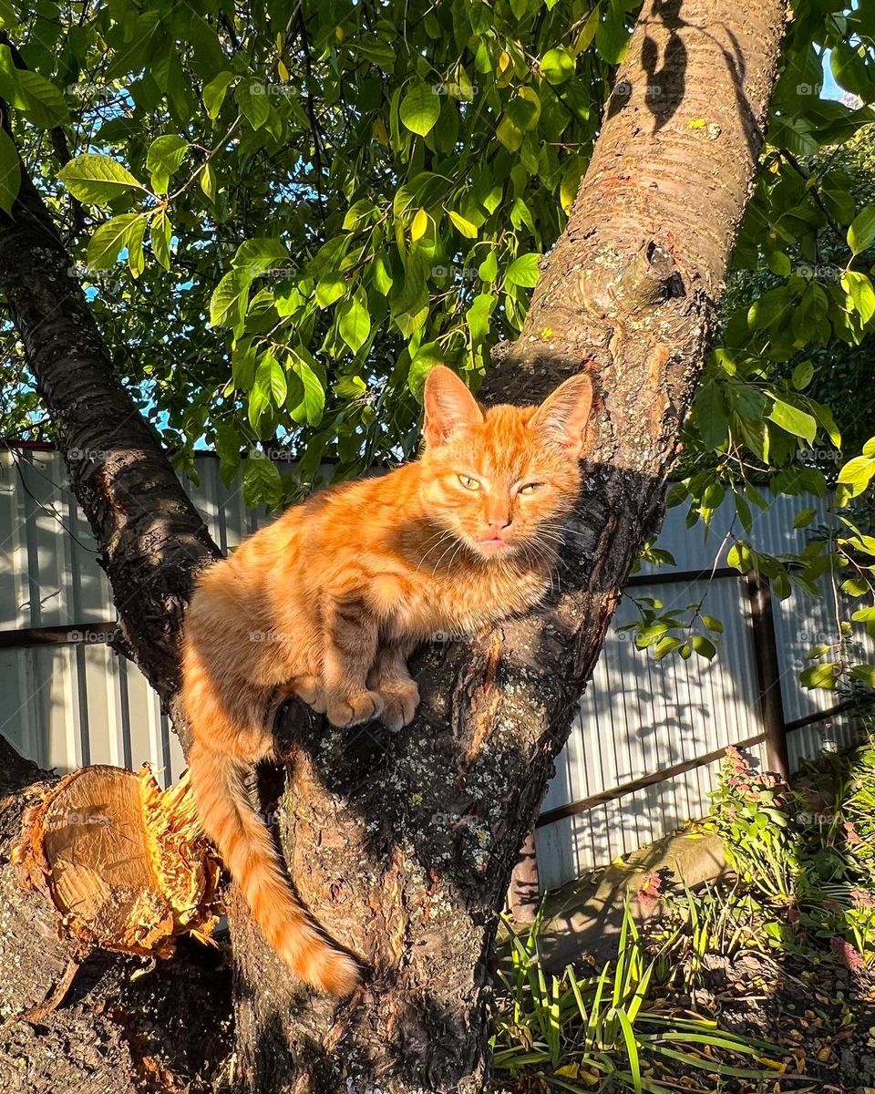 Little cute red kitty meows on big cherry tree somewhere in silent summer village 