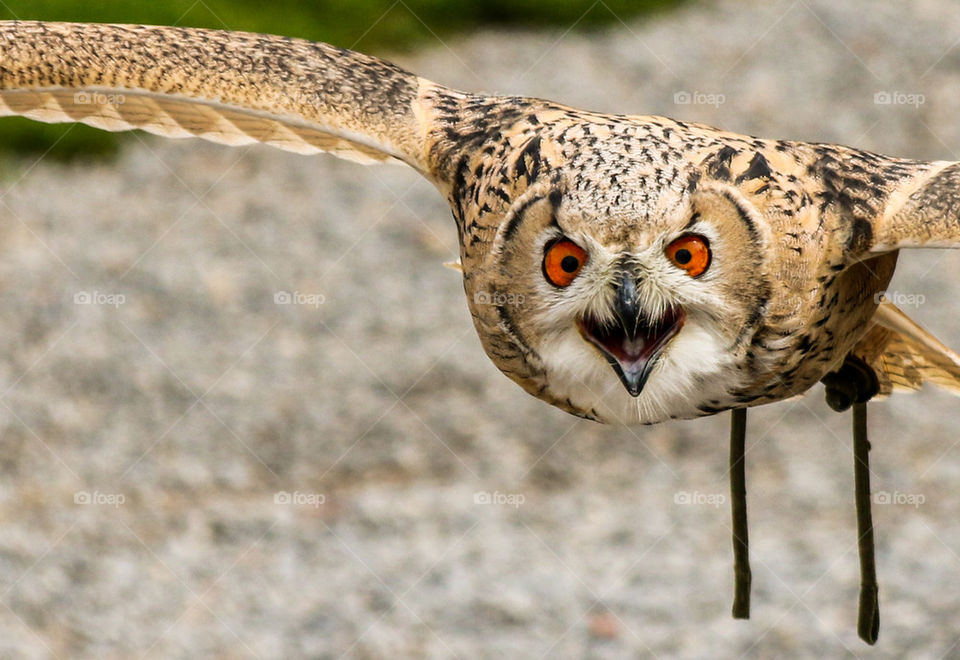 Siberian eagle owl