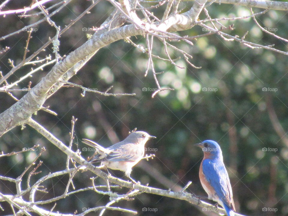 Bluebirds