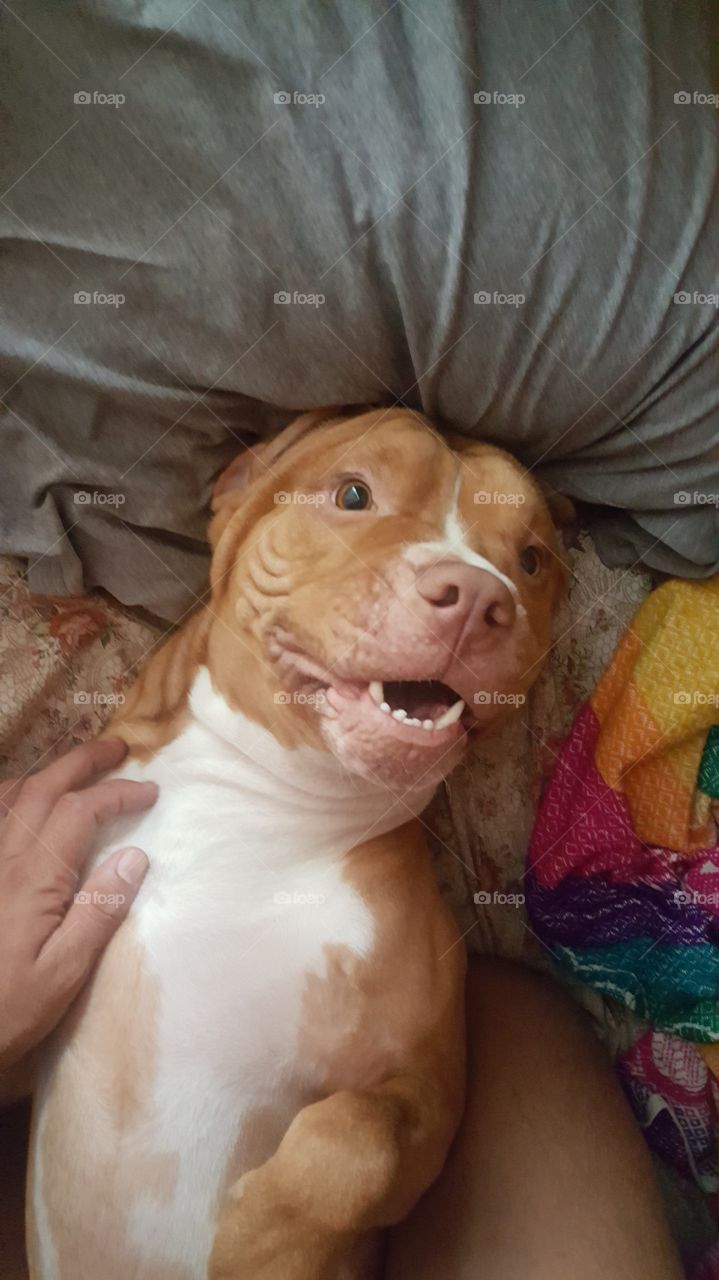 cachorro enfadado