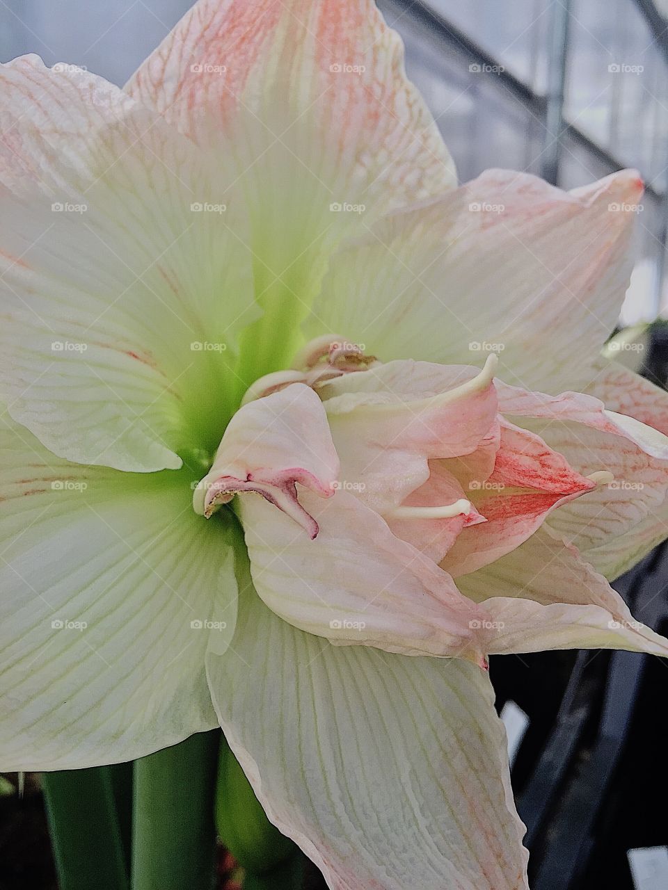 Amaryllis Flower. White nymph Amaryllis 