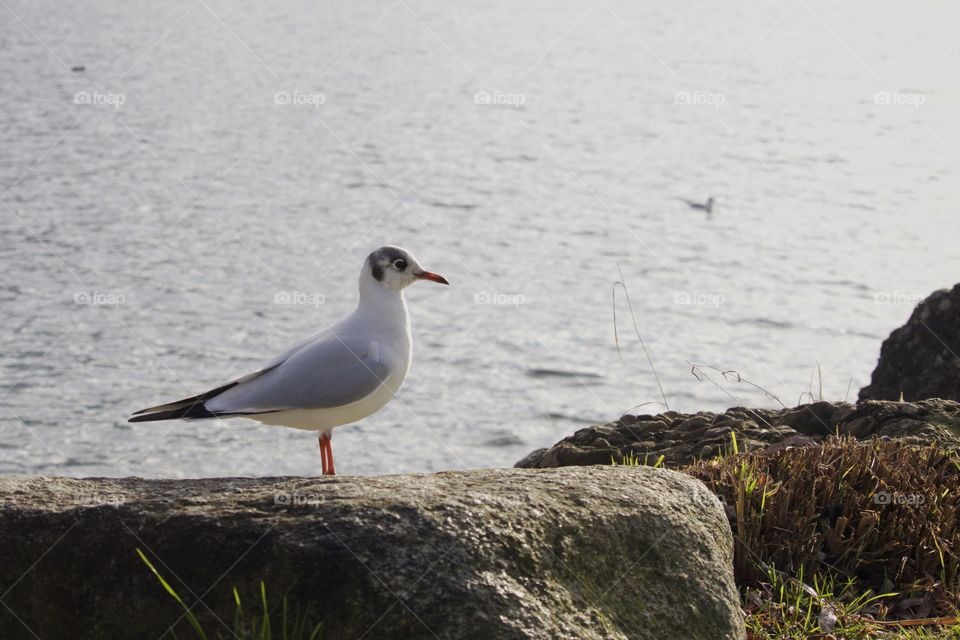 Close-up of a seagull