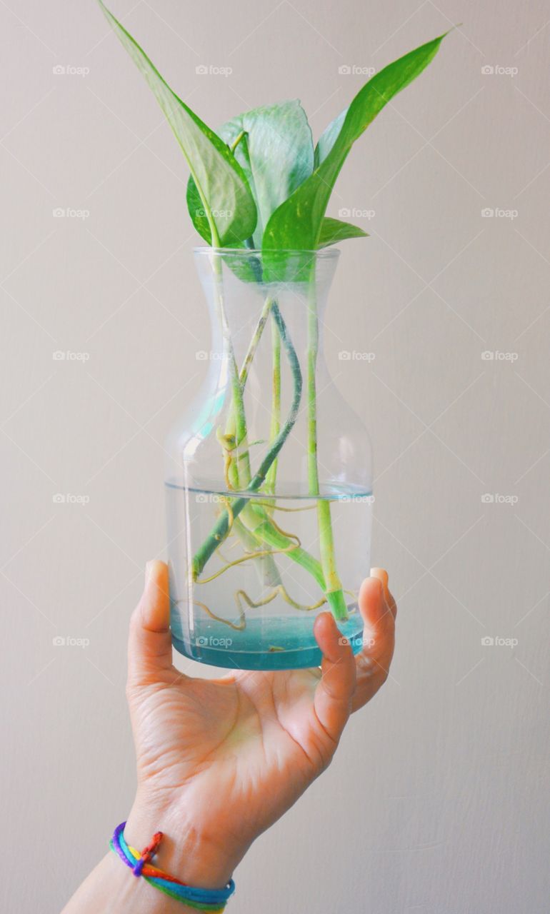 The vase. A picture of a vase with a money plant in it in the hands of my mother . This picture was clicked in my house