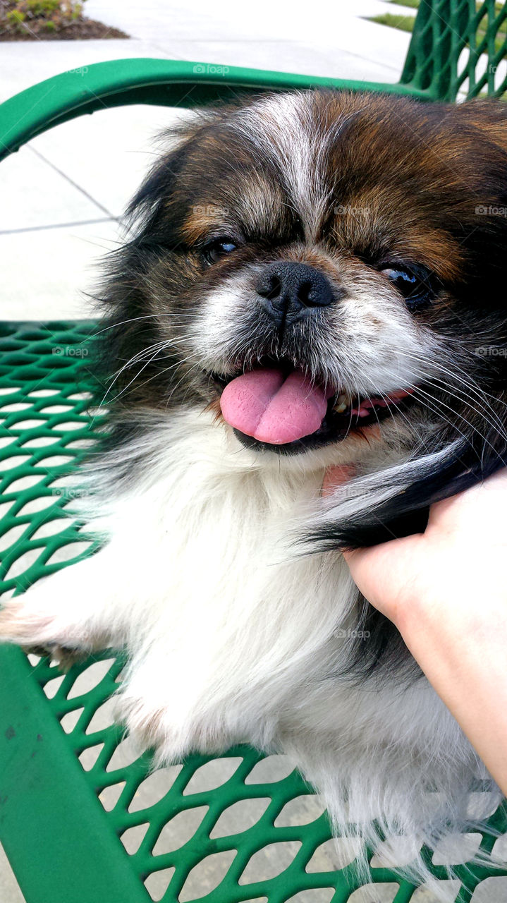 smiling pekingese