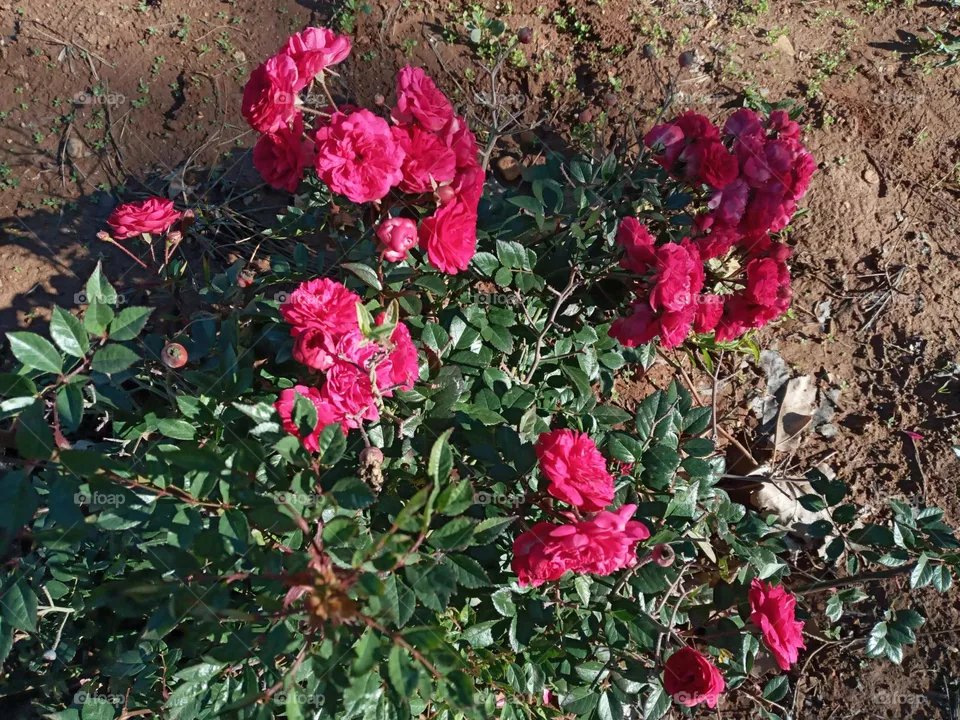 Colors flower