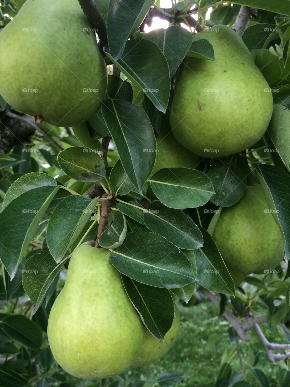 Bartlett pears in tree ready for harvesting.  
