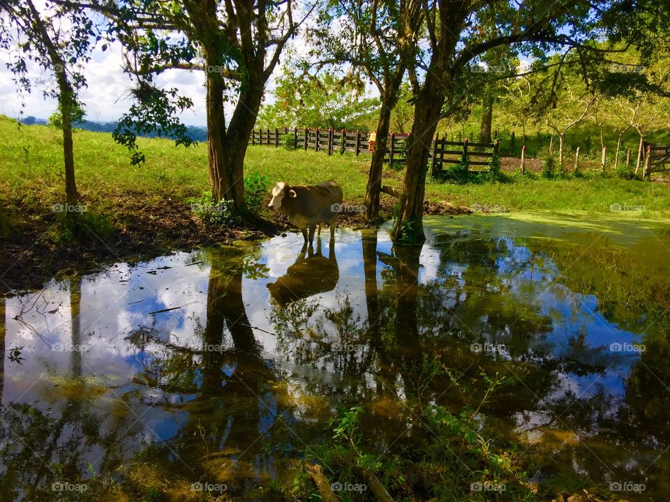 Cows reflection
