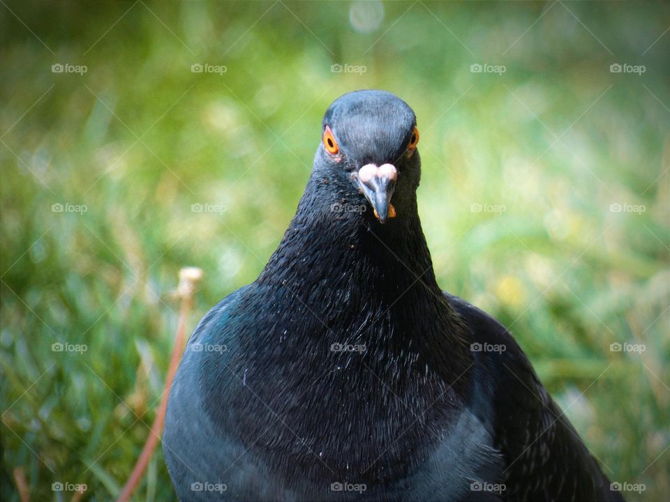 Lovely pigeon in frame