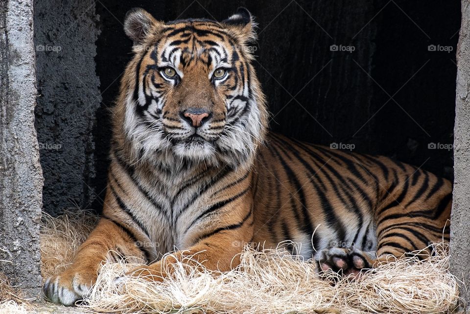 Majestic tiger portrait