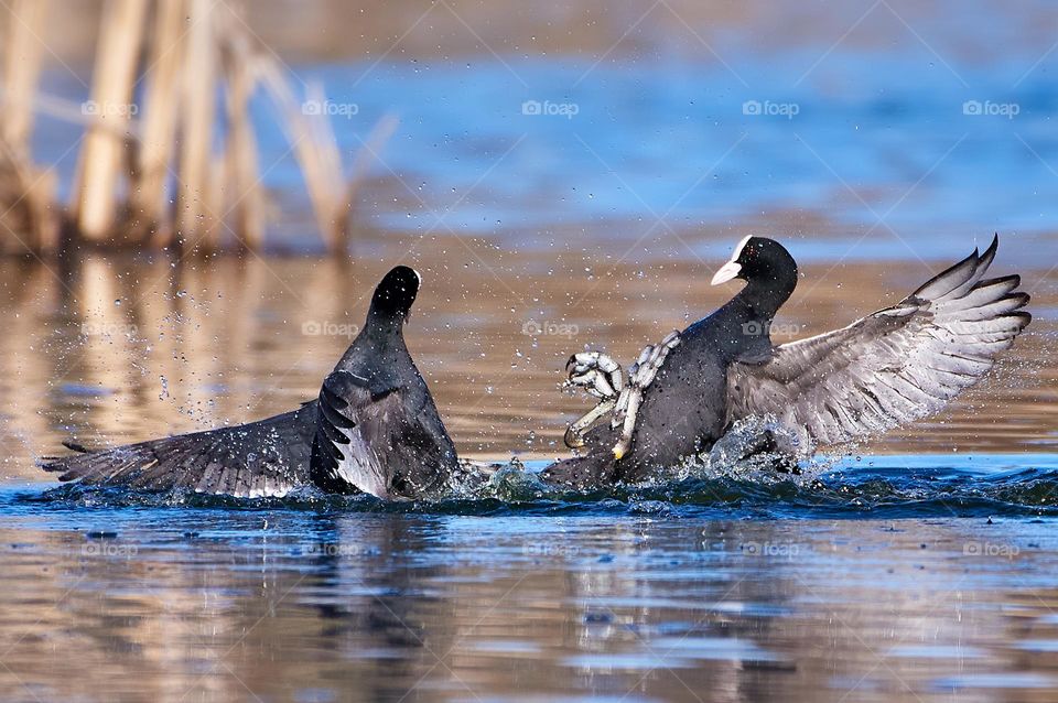 Two coots fighting in water in Southern Finland over territory or mating companion on sunny evening in April 2021.
