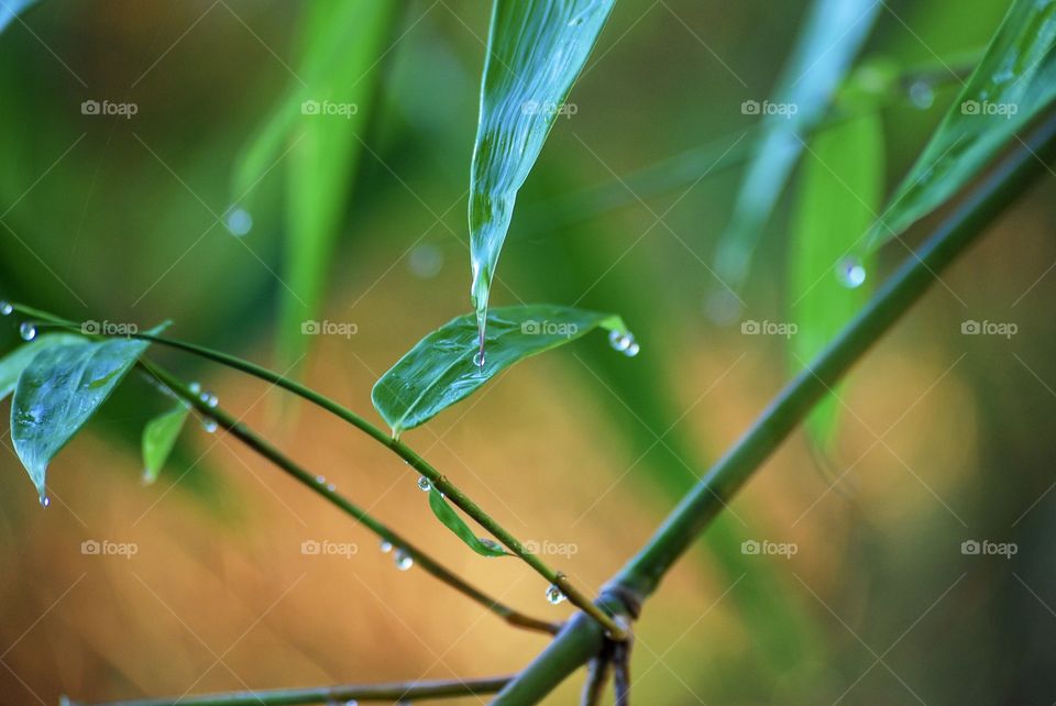 Water drop on bamboo leaf