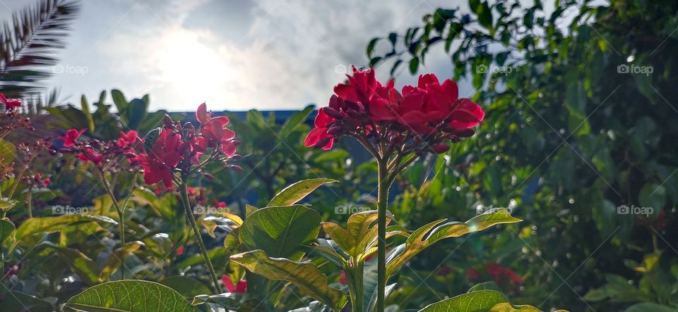 Green plants are always represents freshness and prosperity which motivate us to live happily