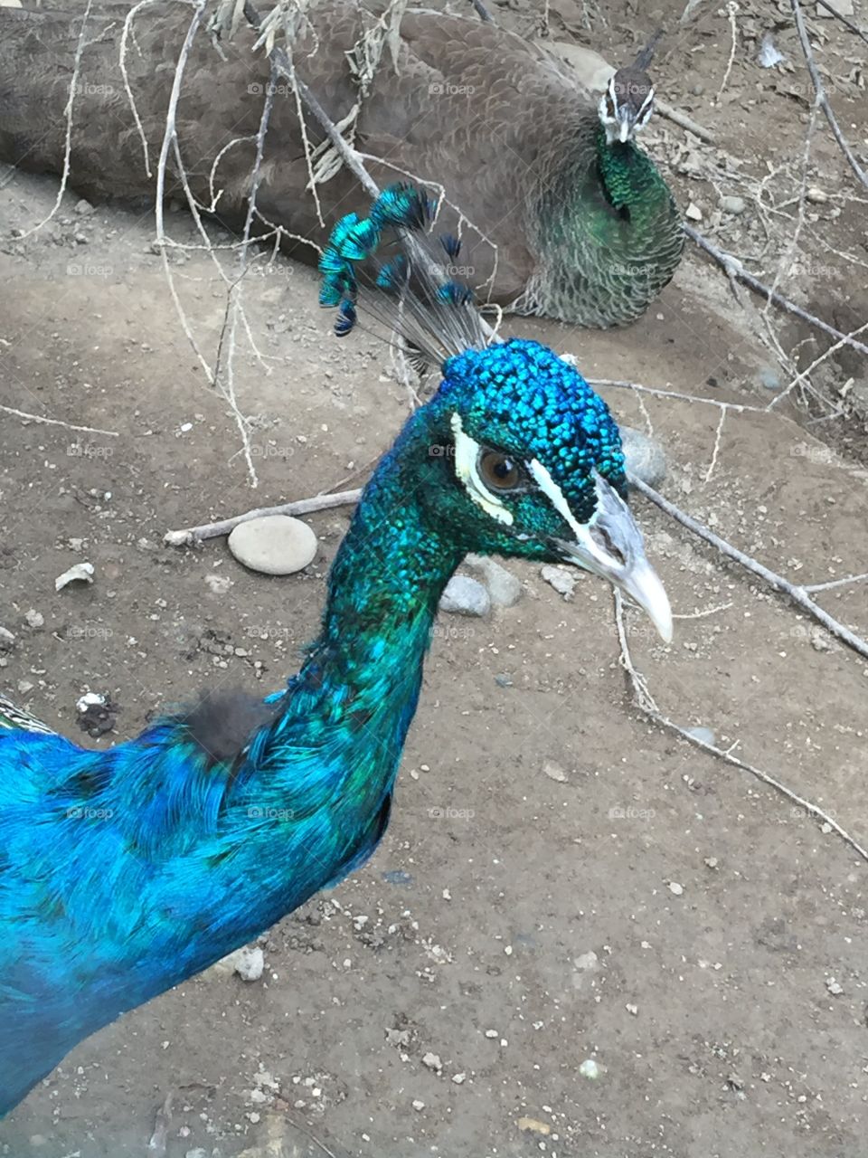 Peacock crown